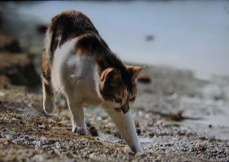 岩合光昭の世界ネコ歩き「マルタ」5