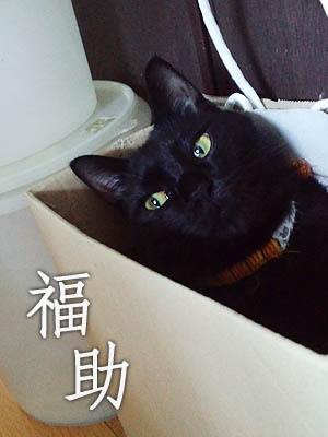 黒猫・福助さんの流し目