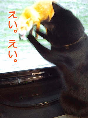 黒猫さん、テレビをキャッチ☆