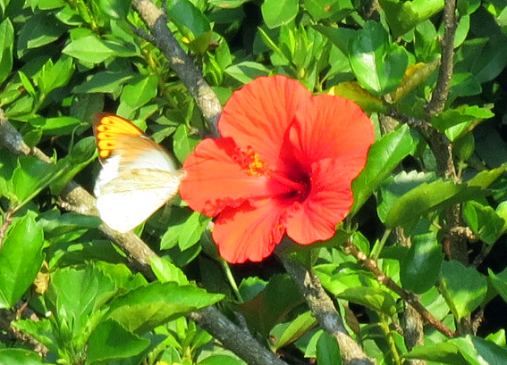 ハイビスカスとツマベニ蝶