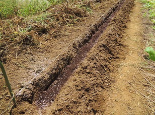 カリフラワー　土作り　堆肥　化成肥料
