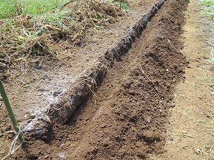 カリフラワー　土作り　溝施肥
