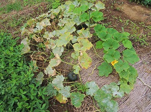 かぼちゃ 栽培 坊ちゃん カボチャの栽培は意外と簡単！ 栽培方法と初心者におすすめの品種