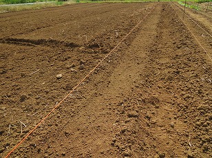 ダイコン栽培地　土作り完了　（１）