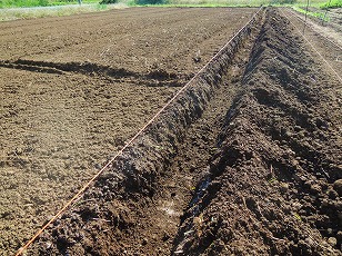 ダイコン栽培地　溝掘り