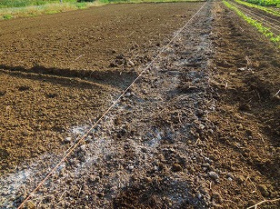 ホウレンソウ栽培予定地　第２弾　土作り完了