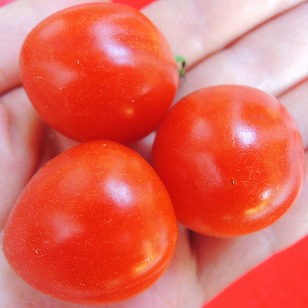ミニトマト　トマトベリガーデン　収穫　（２）