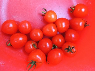 ミニトマト　トマトベリガーデン　収穫　（１）