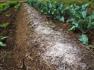 ブロッコリー　栽培地　土作り