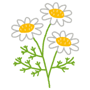 flower_chamomile.png