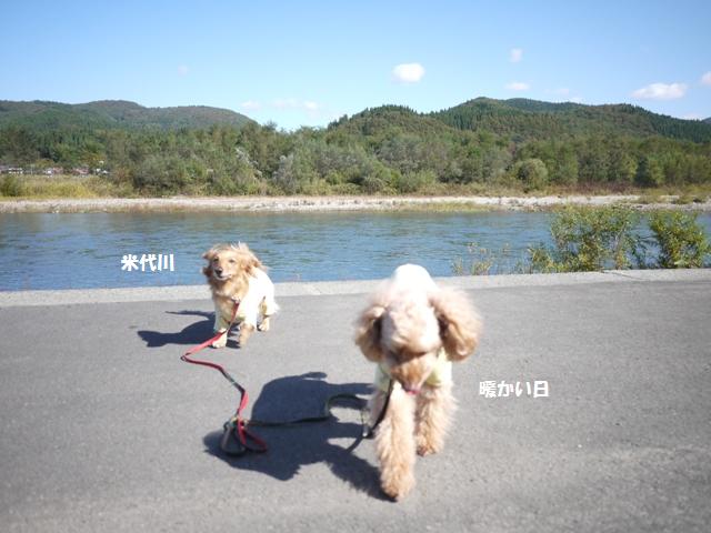 米代川までお散歩