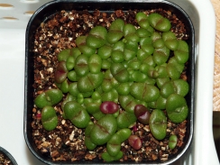 発芽1ヶ月半の実生紫帝玉
