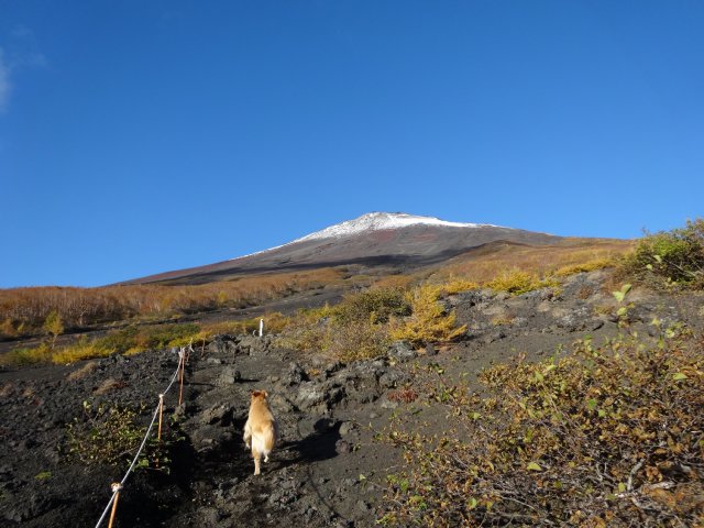 富士山　須走口　犬登山　2015-10-16 062