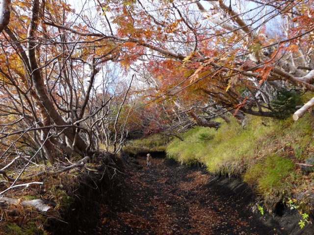 富士山　須走口　犬登山　2015-10-16 073