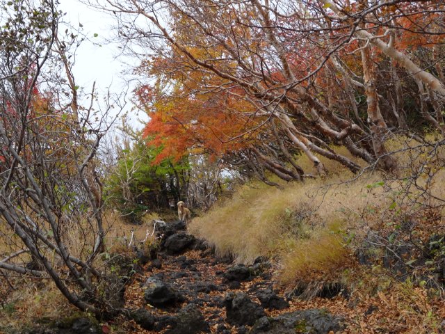 富士山　須走口　犬登山　2015-10-16 082