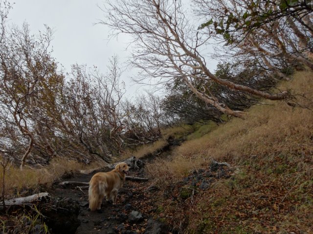 富士山　須走口　犬登山　2015-10-16 111