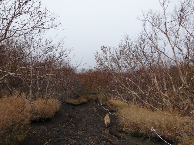 富士山　須走口　犬登山　2015-10-16 127