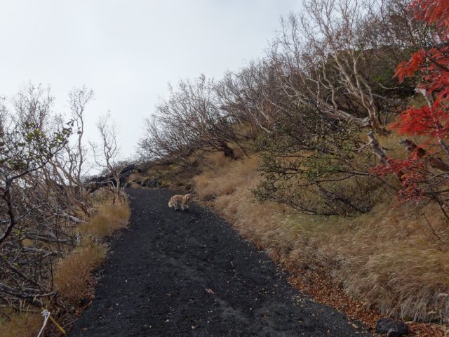 富士山　須走口　犬登山　2015-10-16 130