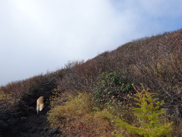富士山　須走口　犬登山　2015-10-16 149
