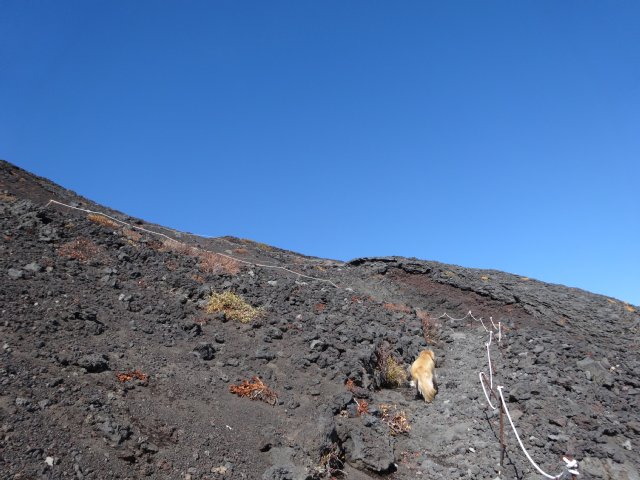 富士山　須走口　犬登山　2015-10-16 190