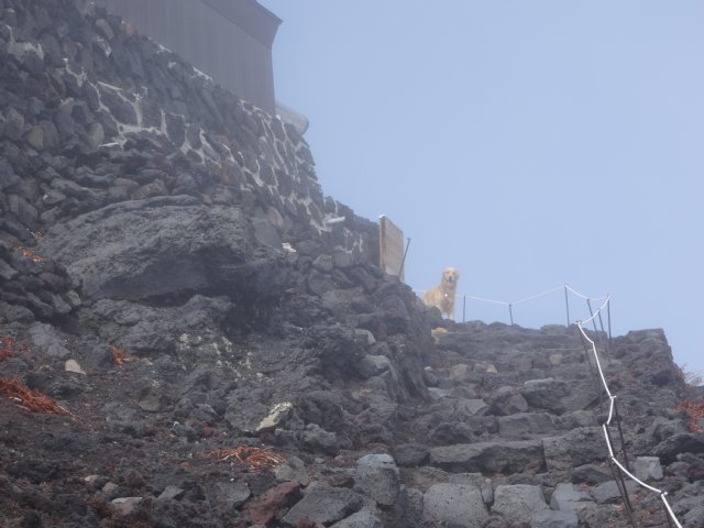 富士山　須走口　犬登山　2015-10-16 237