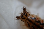 オオキベリアオゴミムシ　３令幼虫の頭部アップ