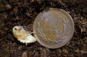 オオキベリアオゴミムシ　蛹　サイズ比較