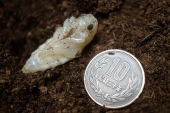 ナミゲンゴロウ蛹　大きさ比較