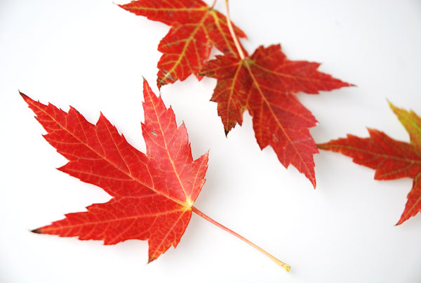 maples leaves 20150930