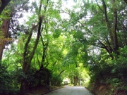 加茂山リス園への道