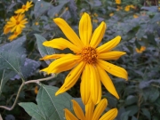 西海岸の遊歩道の黄色い花