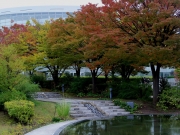 白山公園空中庭園の紅葉-2