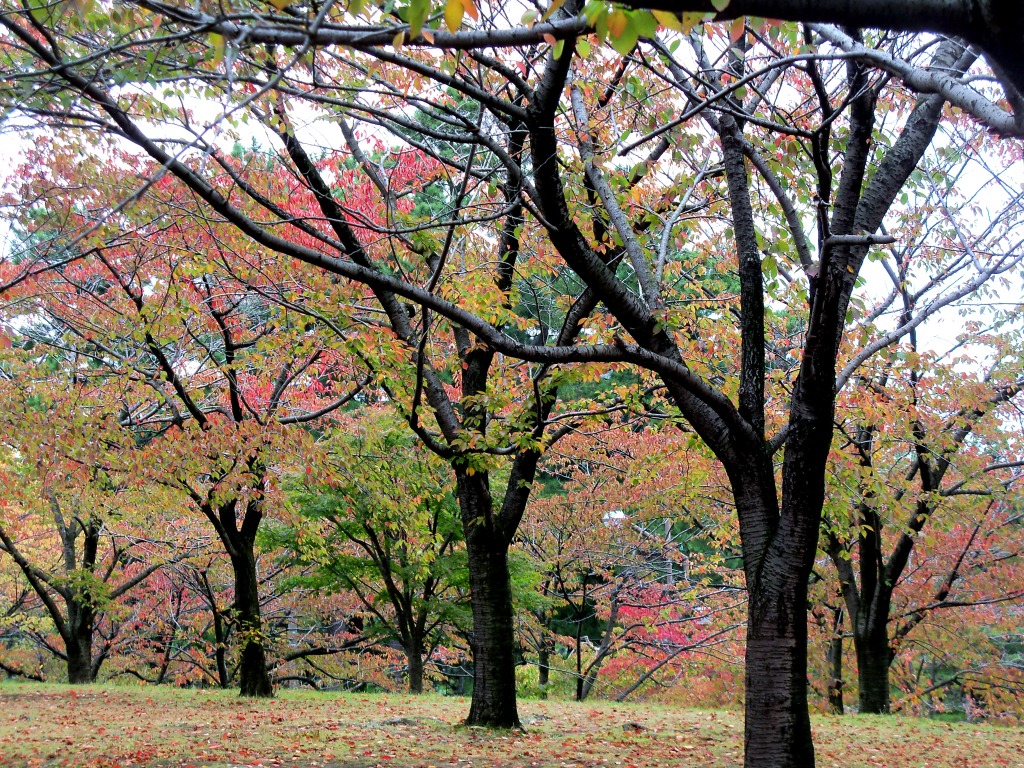 白山公園空中庭園の紅葉