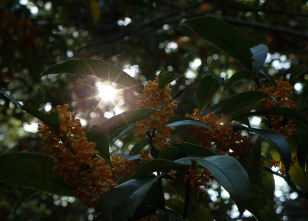 木洩れ日がきれいなキンモクセイの花